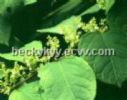  Giant Knotweed Extract